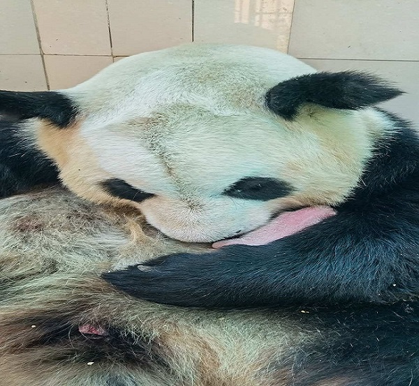 Алақай! Қытай панда орталығында екі панда қатарынан егіз туды