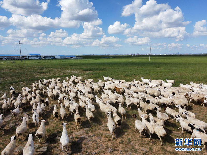 Ішкі Моңғұлдың Шилин-Гол өңірі «Экологиялық қойлар мекені» атағын алды