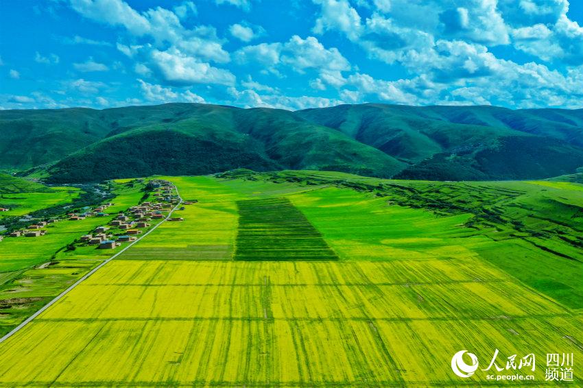 Сычуаньның Аба облысының сахарасы гүлге оранып, өңір көркі  адамды баурады