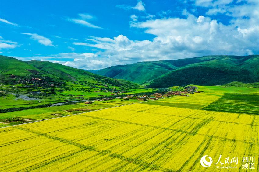 Сычуаньның Аба облысының сахарасы гүлге оранып, өңір көркі  адамды баурады