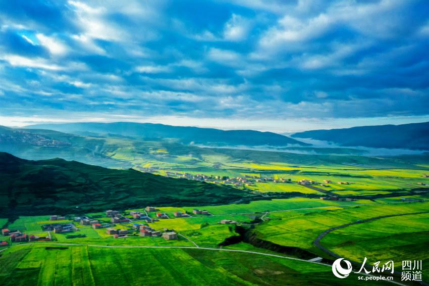 Сычуаньның Аба облысының сахарасы гүлге оранып, өңір көркі  адамды баурады