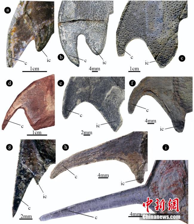 Қытай ғалымдары 419 миллион жыл бұрынғы үш бұрышты балықтың жаңа түрін тапты