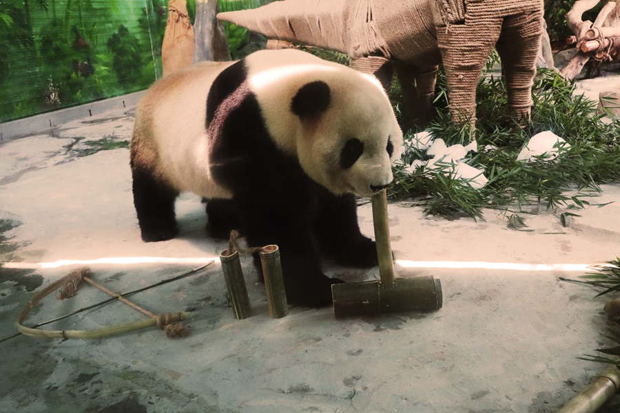Сямэнь қаласындағы екі панда туған күндерін атап өтті