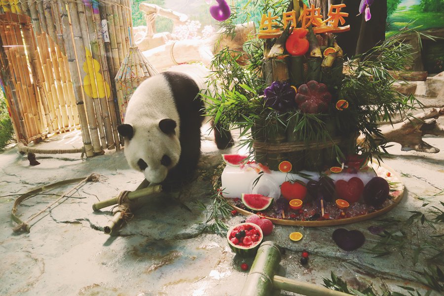 Сямэнь қаласындағы екі панда туған күндерін атап өтті
