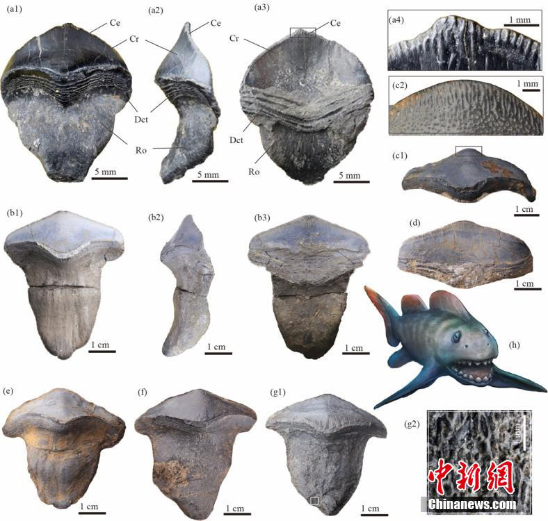 Қытай 290 миллион жыл бұрынғы жапырақ тісті акуланың қазба қалдығын тапты