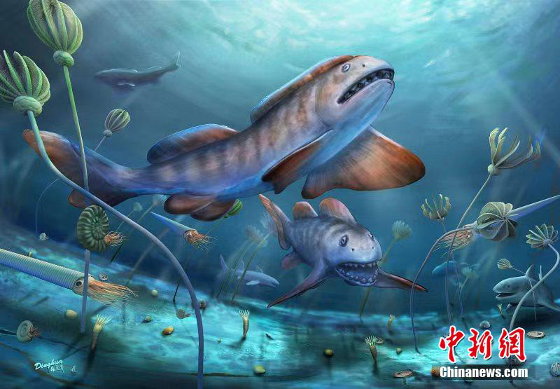Қытай 290 миллион жыл бұрынғы жапырақ тісті акуланың қазба қалдығын тапты