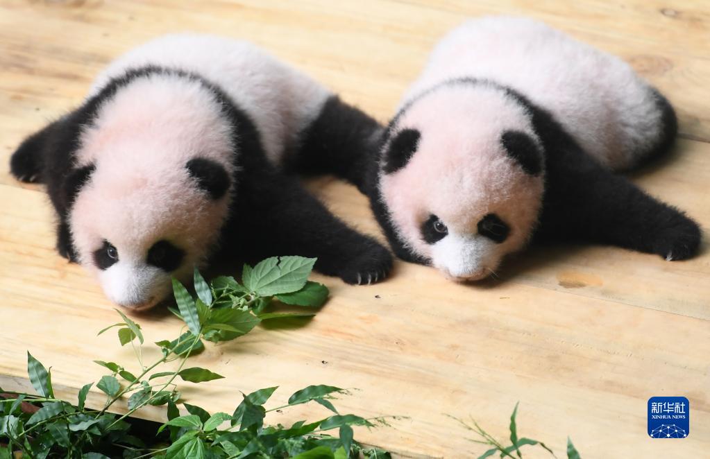 Чунцин хайуанаттар бағындағы егіз панданың туғанына 100 күн толуына орай ат қою шарасы өтті