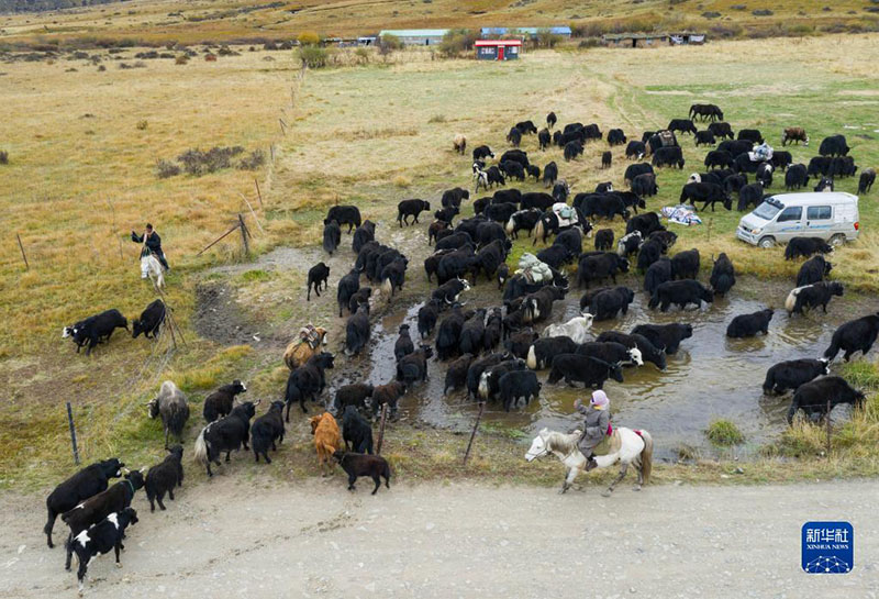 Сычуаньның солтүстік-батысындағы тибет малшылары қыстауына көшті