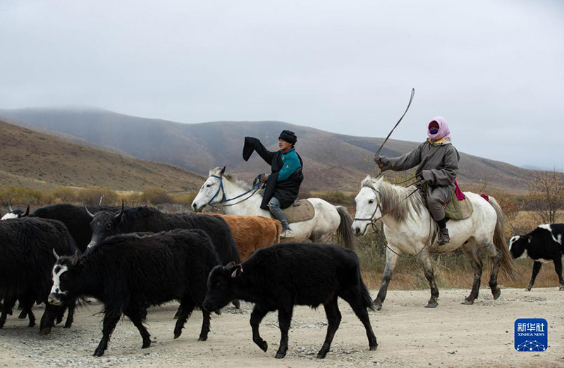 Сычуаньның солтүстік-батысындағы тибет малшылары қыстауына көшті