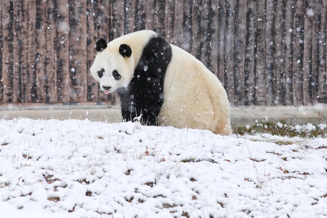 Қарлы күндері Сычуаньдағы саябақта пандалар асыр салып жүр
