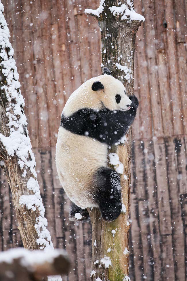 Қарлы күндері Сычуаньдағы саябақта пандалар асыр салып жүр