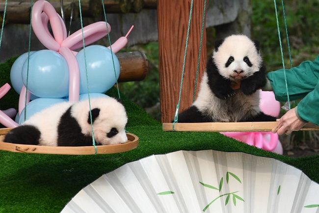Чунциндегі екі жұп егіз пандаға ресми түрде есім берілді