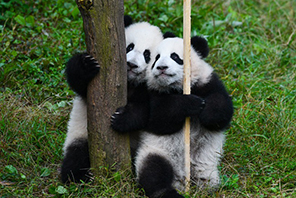 Чунциндегі екі жұп егіз пандаға ресми түрде есім берілді