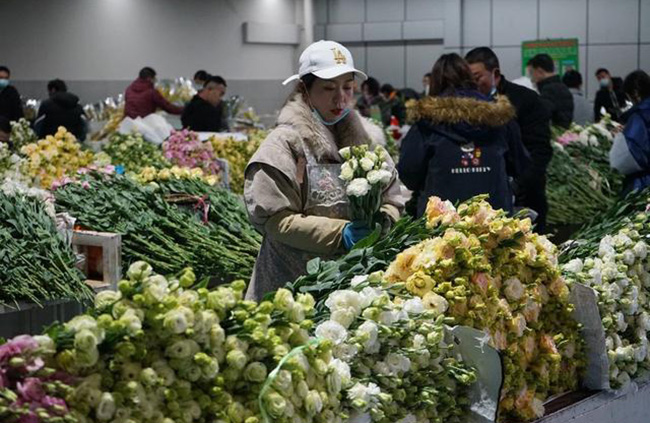 Валентин күні қарсаңында Юньнань гүл базарында гүлге сұраныс артты