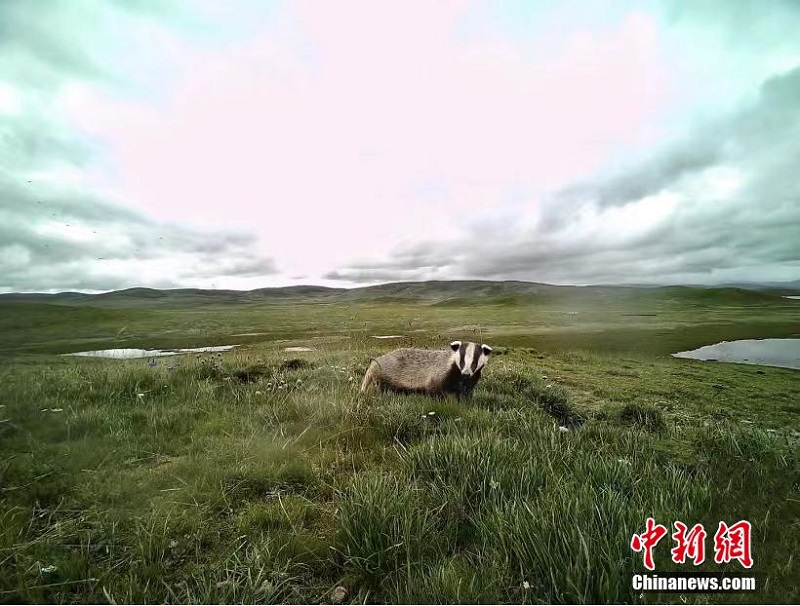 Саньцзянъюань ұлттық саябағындағы жабайы жануарлардың фотосуреттерін тамашалаңыз