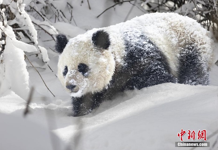 Сычуаньнің Аба облысында алып пандалар жаңа жауған қарда ойнақтап жүр