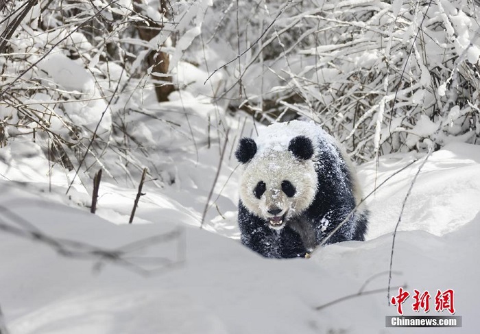 Сычуаньнің Аба облысында алып пандалар жаңа жауған қарда ойнақтап жүр