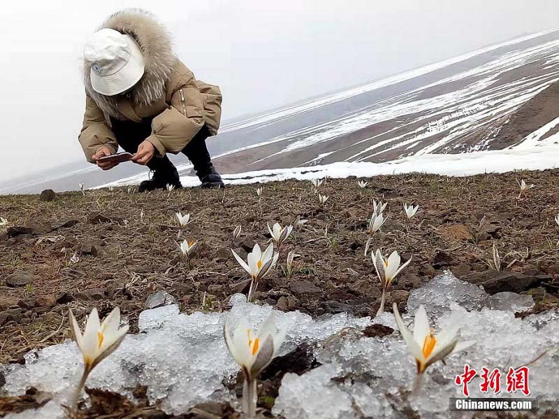 Шыңжаңның Шапшал ауданындағы Үйсін тауы баурайында бәйшешек бүршік жарды