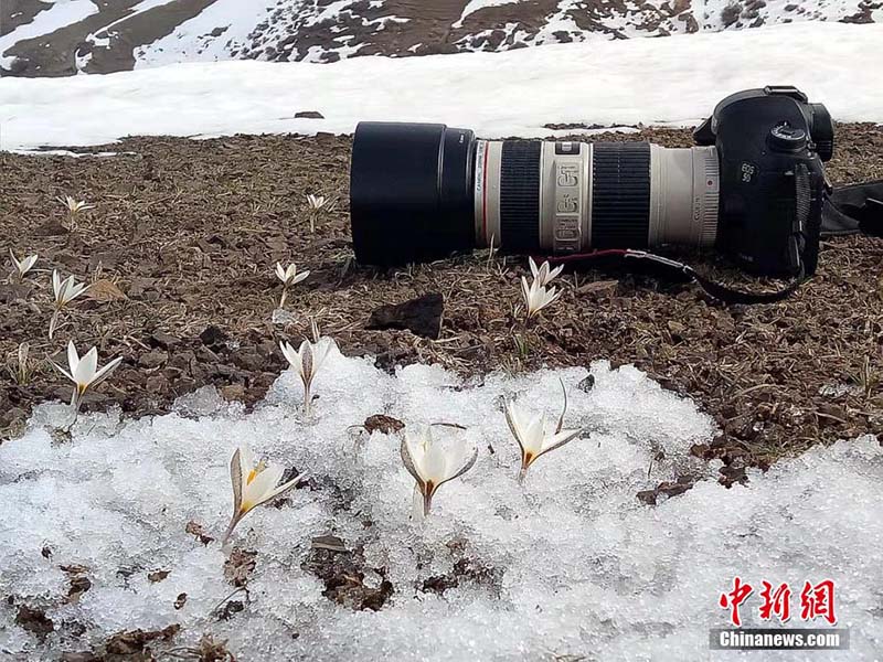 Шыңжаңның Шапшал ауданындағы Үйсін тауы баурайында бәйшешек бүршік жарды