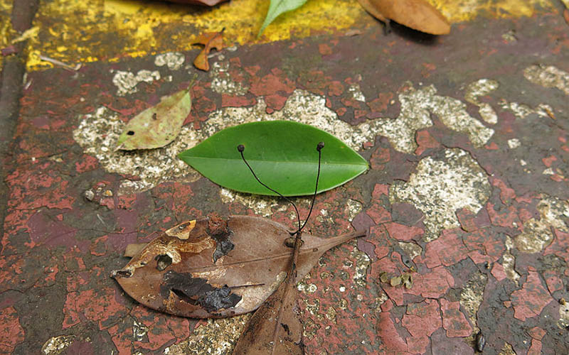 Хайнань тропикалық орман ұлттық саябағында ірі саңырауқұлақтардың сегіз жаңа түрі табылды
