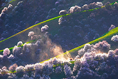 Шыңжаңдағы Нарат өрік гүлі аңғарында жұпар иіс аңқыды