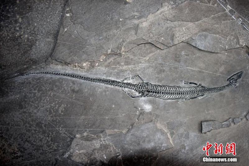 Қытайда 244 миллион жыл бұрын Юньнаньда өмір сүрген   пахилипозаврдың ең ерте қазбалары табылды