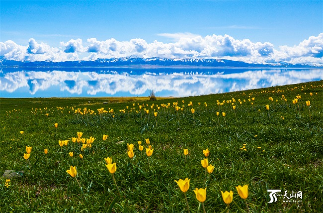 Қызғалдақтармен көмкерілген Сайрам көлі