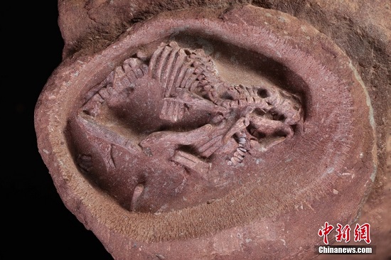 Қытайда осы уақытқа дейін ғылыми естеліктері ең толық гадрозавр эмбрионының қазбасы табылды
