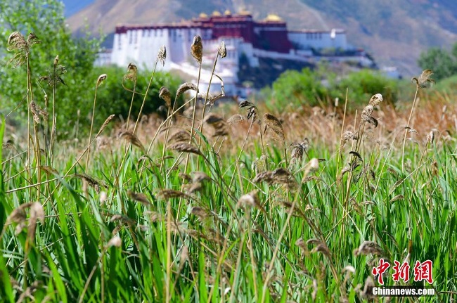 Тибеттегі Лалу сазды жерінің көркем көрінісі