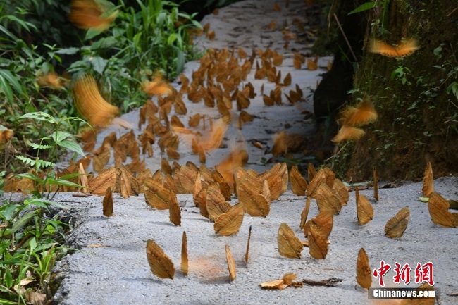 Юньнань өлкесі Цзиньпин ауданында 150 миллион көбелек жарыса ұшып, керемет көрініс жасады