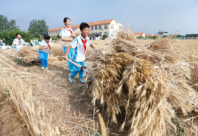 Шаньдун өлкесі Циндао қаласы：мектептегі «кішкентай диқандар» мол өнім алды