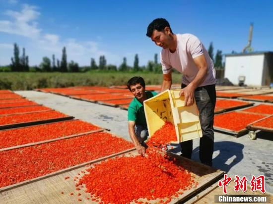 Шыңжаңның Ауат ауданында годжи жидектерінен мол өнім алынып, кептіру маусымын бастады