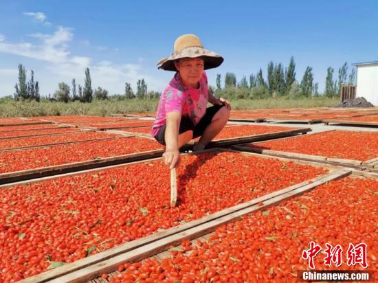 Шыңжаңның Ауат ауданында годжи жидектерінен мол өнім алынып, кептіру маусымын бастады