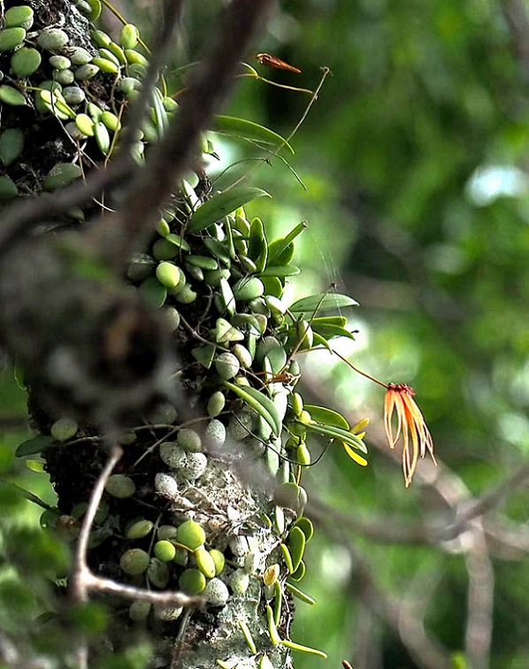 Дүниежүзілік тропикалық жаңбырлы ормандар күні: Хайнань тропикалық жаңбырлы орман ұлттық саябағын тамашалайық