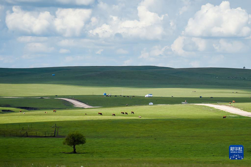 Хулунбейр жайлауының жазғы көркі