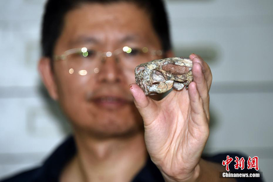 Қытайда 255 миллион жылдық Нағыз Чемберлен (True Chamberlain) қазба қалдығы табылды