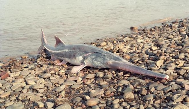 IUCN ақ бекіренің жойылып кеткенін жариялады