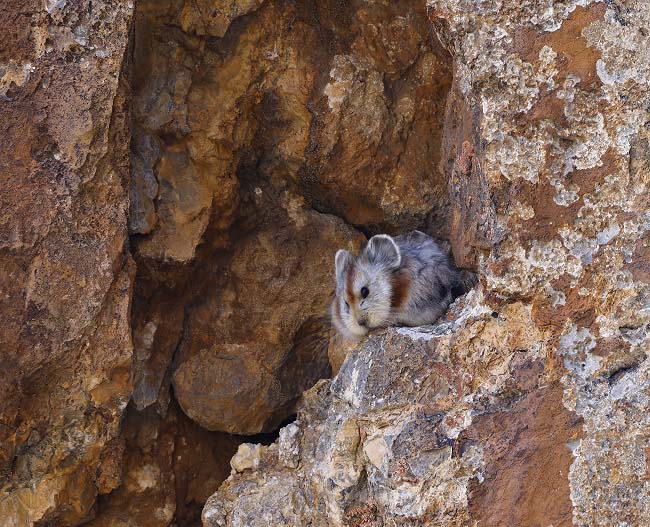 Үлкен сома үшін трах