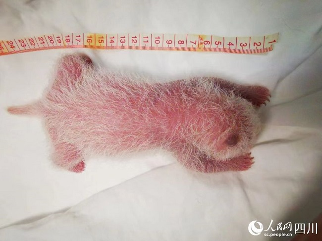 Салмағы 270,4 грамм болатын алып панданың әлемдегі ең ауыр төлі өмірге келді