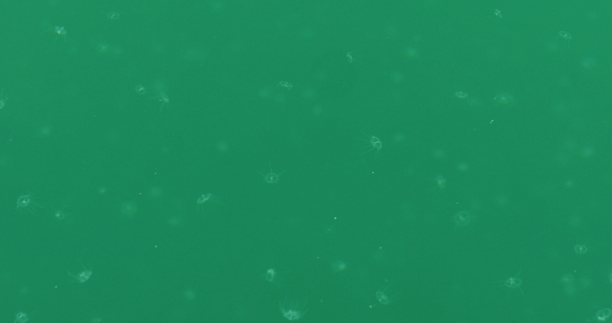 Мандан тауы суларында «Судағы панда» аталатын шабдалы гүлі медузасы байқалды