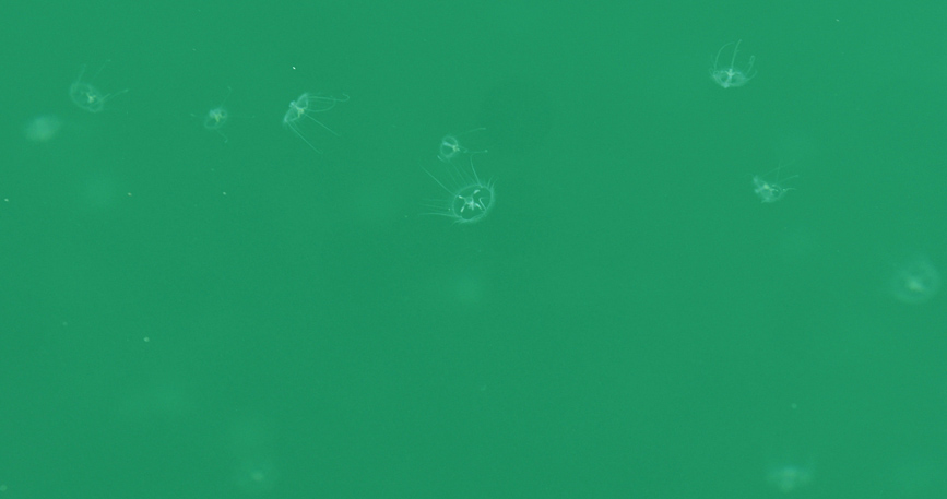 Мандан тауы суларында «Судағы панда» аталатын шабдалы гүлі медузасы байқалды