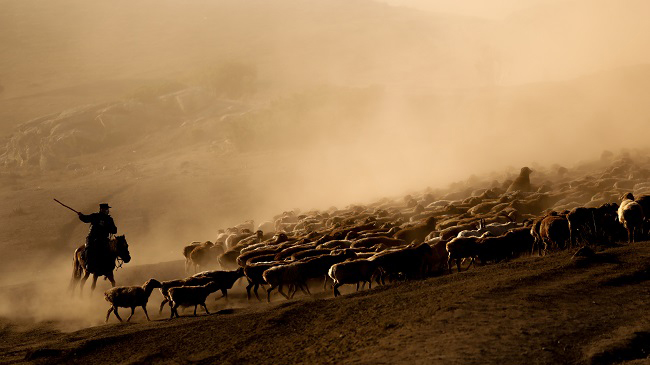 Шыңжаң Алтай көш-қон басқармасының полициясы малшыларды күзеуге көшірді