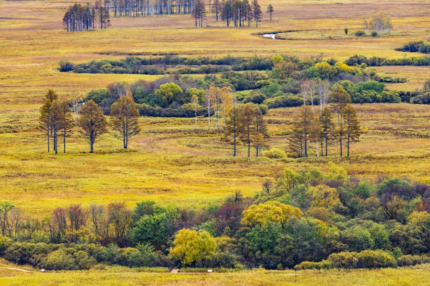 Хэйлунцзяндағы Дасинъаньлин орман аймағы күздің ең әдемі мезгіліне еңді