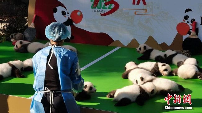Мемлекеттік мерекеде жас панда төлдерін тамашалайық