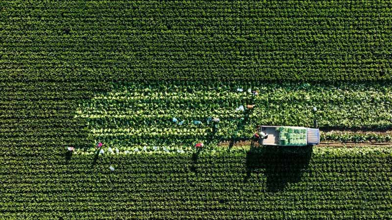 Алтын күздегі атызымыздағы мол өнім