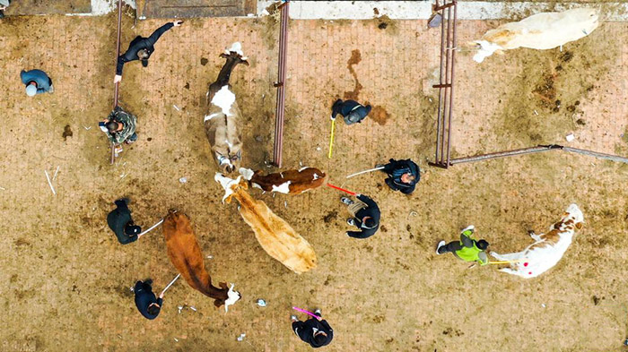 Ішкі Моңғұлдың Тунляо аймағындағы қарқынды дамыған сиыр базары