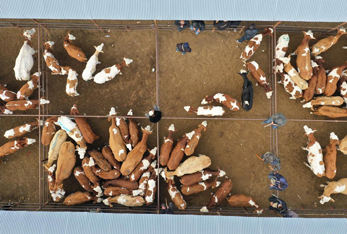 Ішкі Моңғұлдың Тунляо аймағындағы қарқынды дамыған сиыр базары