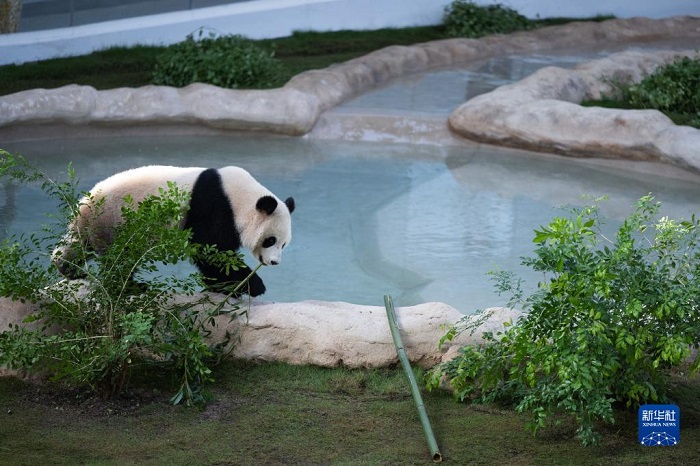 Катардағы панда сарайы ресми түрде көпшілікке ашылды