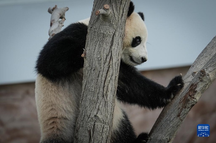Катардағы панда сарайы ресми түрде көпшілікке ашылды