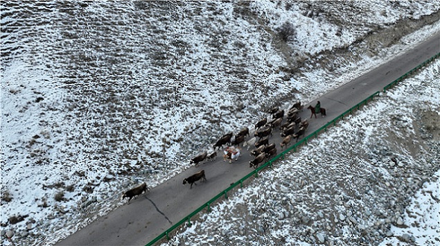 Шыңжаңның Моңғұлкүре ауданындағы малшылар қыстауға көшті